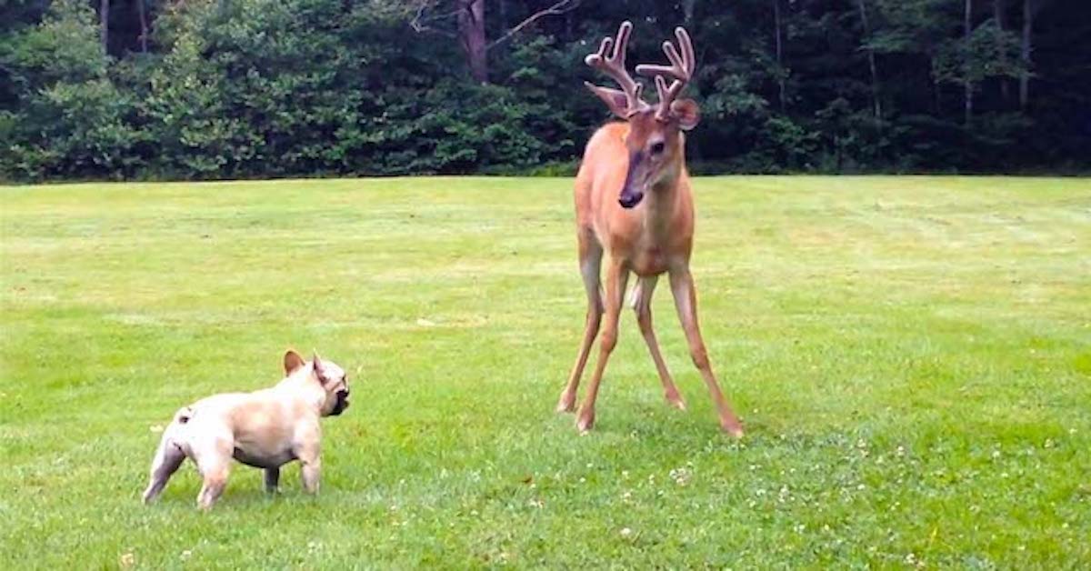 Wild Buck And French Bulldog Play A Game Of Chase In Backyard