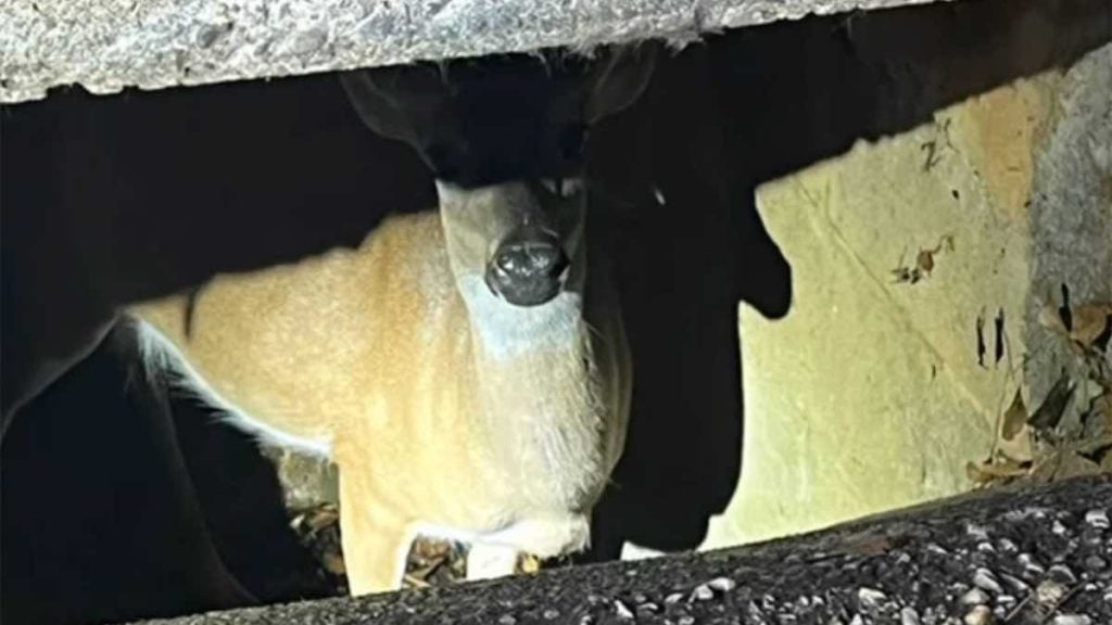 Firefighters Come To Rescue Of Deer Stuck in Sewer