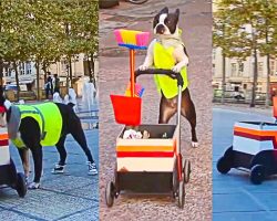Boston Terrier Cleans Up The City With His Own Trash Cart