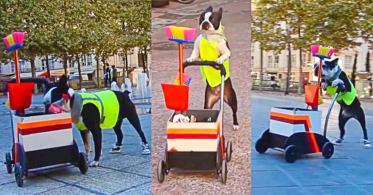 Boston Terrier Cleans Up The City With His Own Trash Cart