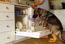 Smart German Shepherd Helps to Load the Dishwasher