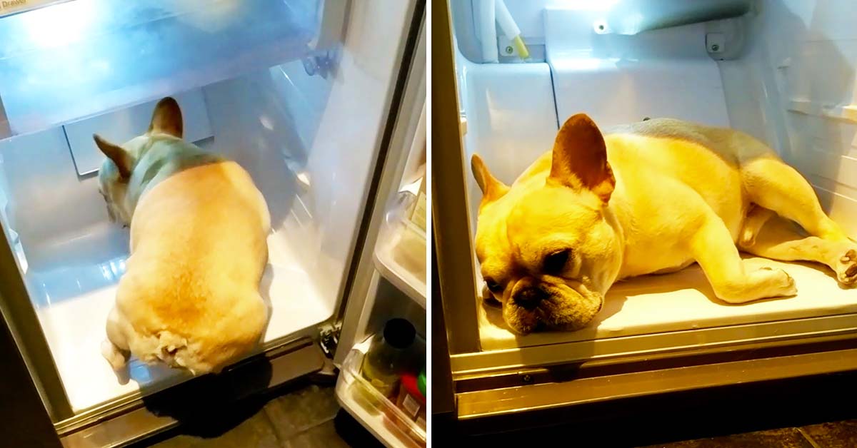 French Bulldog Relaxes in the Fridge to Cool Off on a Hot Day