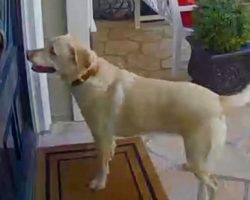 Clever Labrador Retriever Rings Her Neighbor’s Doorbell Everyday For a Treat