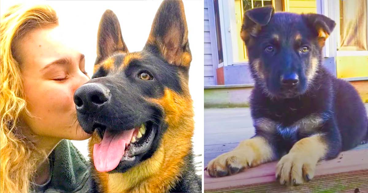 This Dog Has A Life-Saving Talent