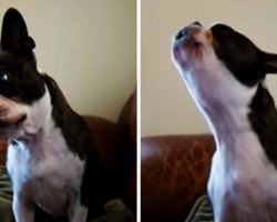 Boston Terrier Sings Along To Gwen Stefani Song