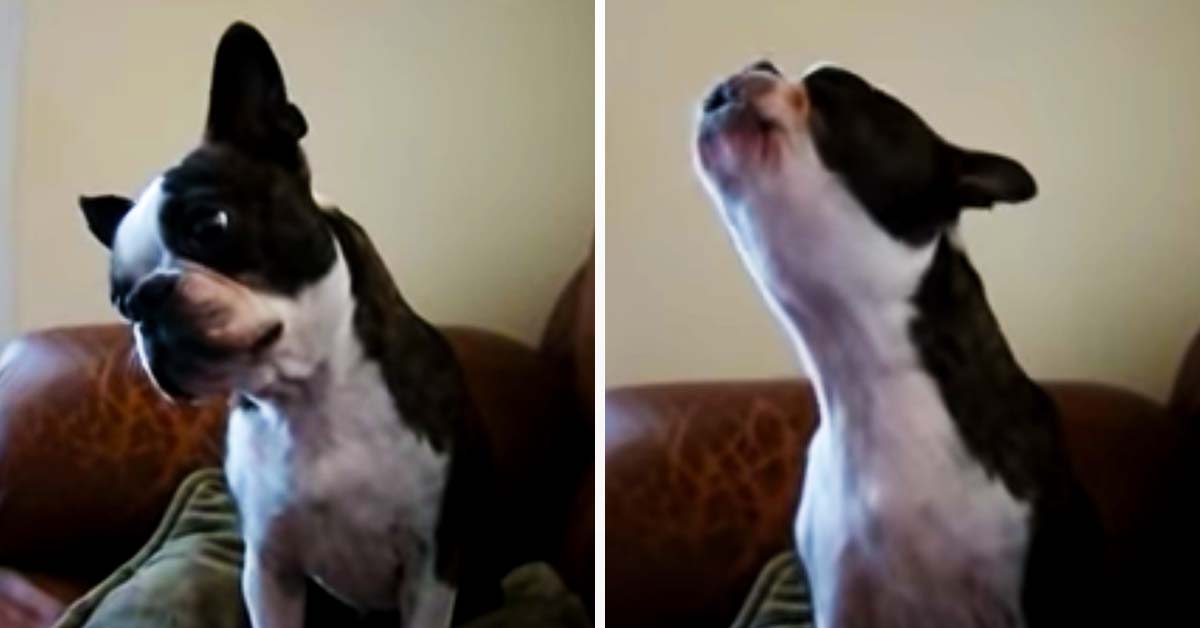 Boston Terrier Sings Along To Gwen Stefani Song