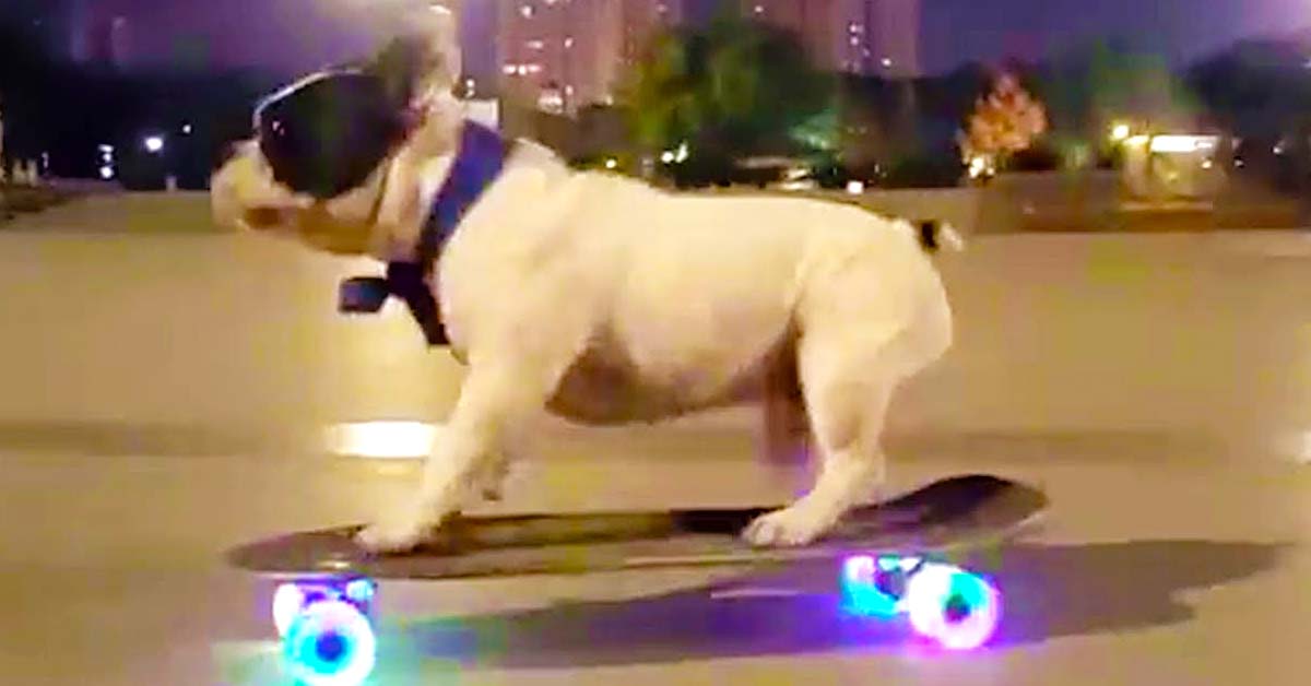 Amazing French Bulldog Skateboards At Night With Light Up Wheels