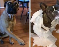 French Bulldog Gets Sold Out By His Best Friend