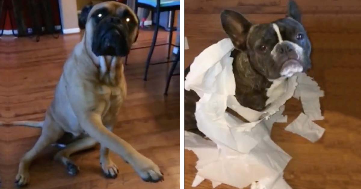 French Bulldog Gets Sold Out By His Best Friend