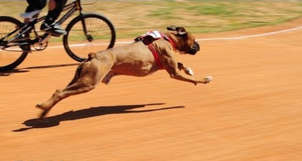 The Race Is On!! Boxer Dog vs Human BMX Race