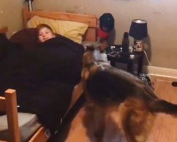 German Shepherd Wakes Up Each Kid For School Every Morning