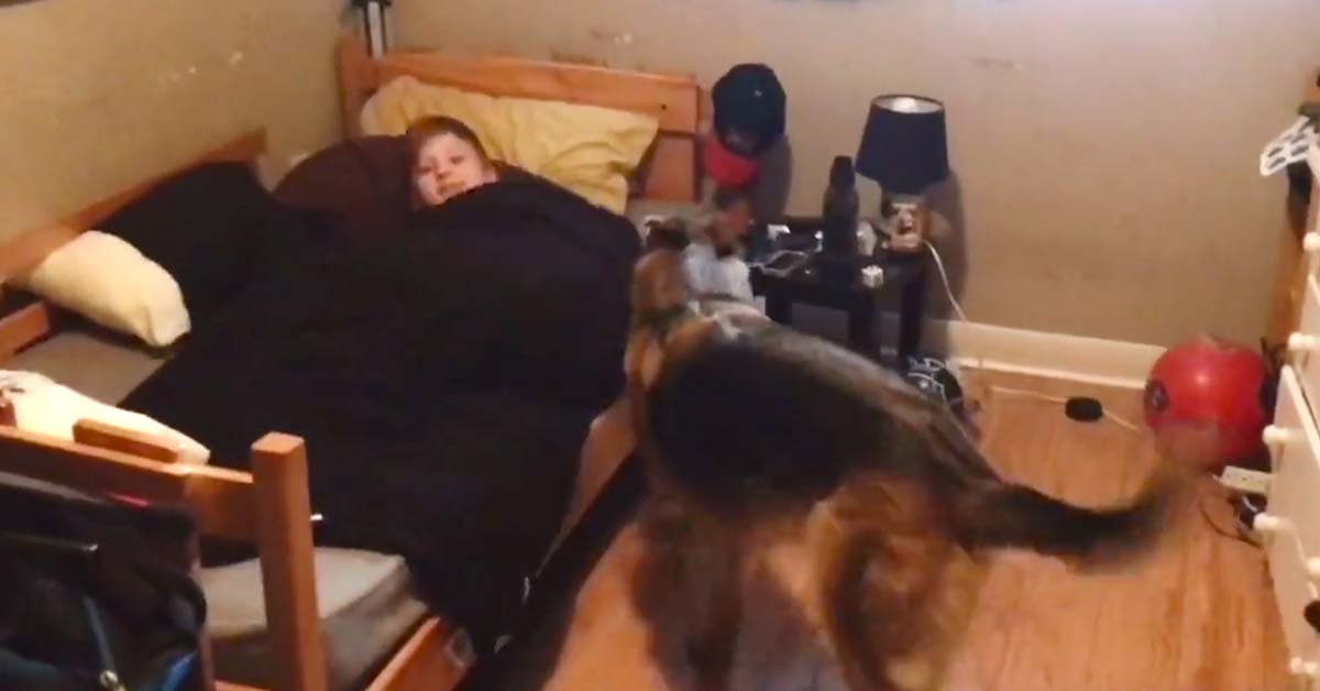 German Shepherd Wakes Up Each Kid For School Every Morning