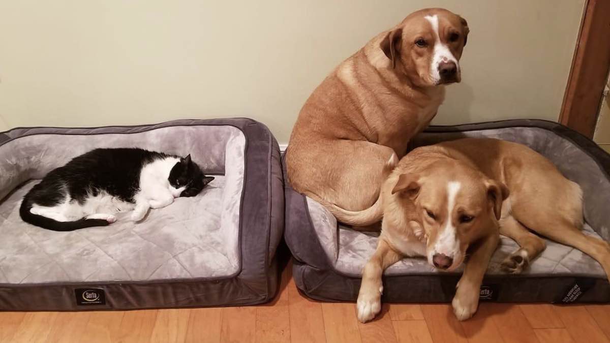 25 Cats Who Steal Beds From Dogs And Can’t Help But Gloat About It