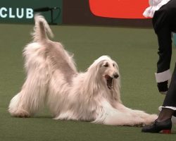 Afghan Hound Wows The Crowd With Incredible Dancing Routine At Crufts Dog Show