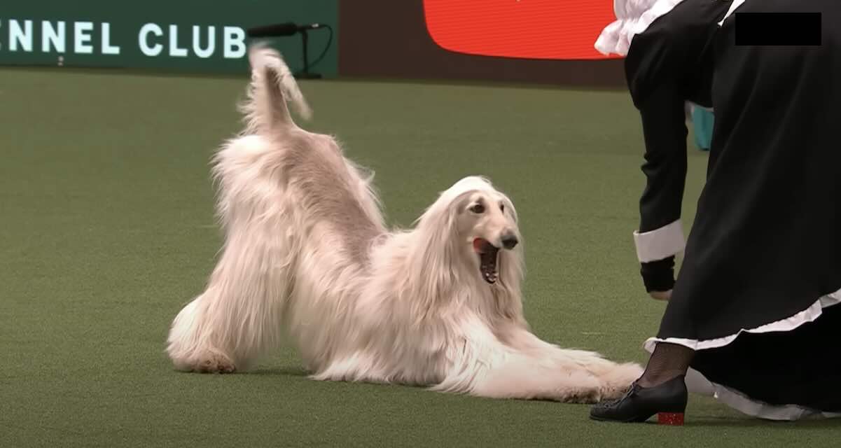 Afghan Hound Wows The Crowd With Incredible Dancing Routine At Crufts Dog Show