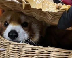 Endangered red panda, 86 other animals found inside luggage at airport