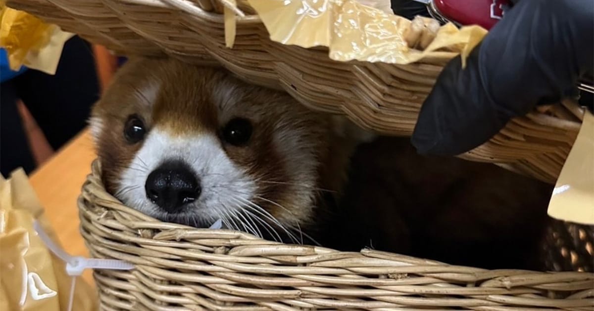 Endangered red panda, 86 other animals found inside luggage at airport