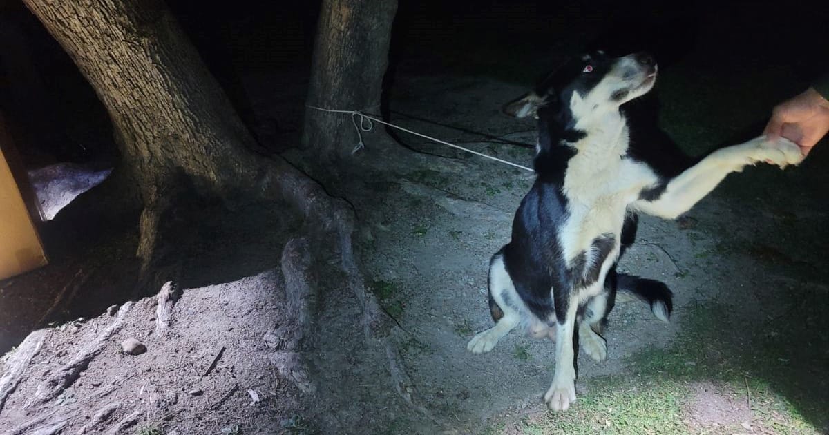 Mama dog was left tied to a tree, unable to care for her puppies — sad story now has a happy ending