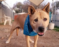 Senior dog waited 700 days in the shelter — finally gets adopted by senior woman