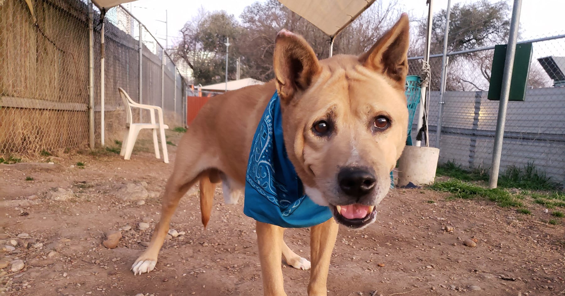 Senior dog waited 700 days in the shelter — finally gets adopted by senior woman