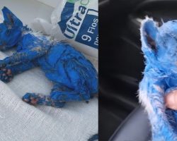 Kitten was dyed with toxic blue paint and left in the rain — rescuers help her make a stunning transformation