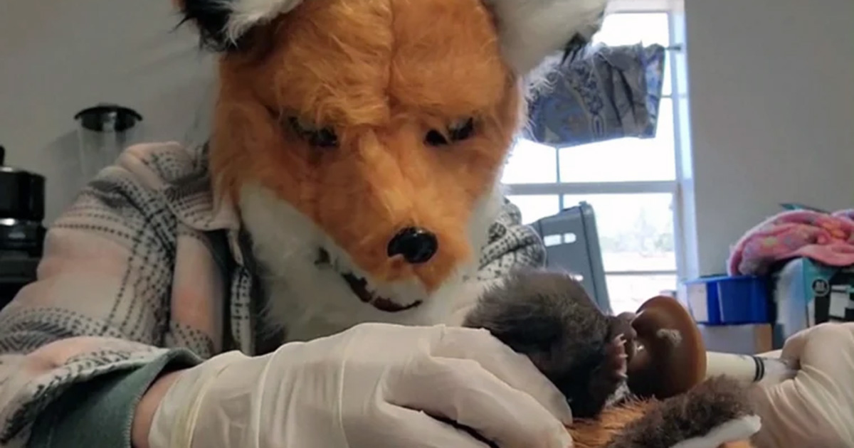 Wildlife rescuers wear fox masks while caring for baby kit — learn the important reason why