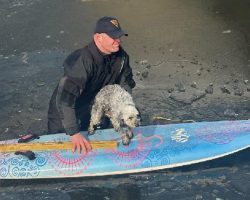 Trooper was on his way to work when he saw a dog trapped on the ice — grabbed a paddleboard