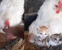 Farmer is stunned to discover a chicken mothering three orphaned kittens — see the video