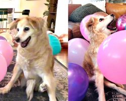 This paralyzed dog celebrated her 13th birthday — heartwarming surprise left her overjoyed