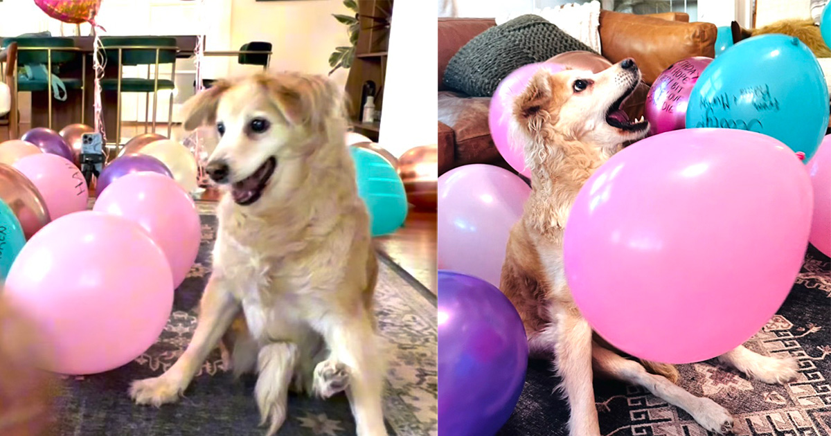 This paralyzed dog celebrated her 13th birthday — heartwarming surprise left her overjoyed