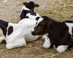 Two brothers, 10 and 13, discover that their cow gave birth to extremely rare triplets