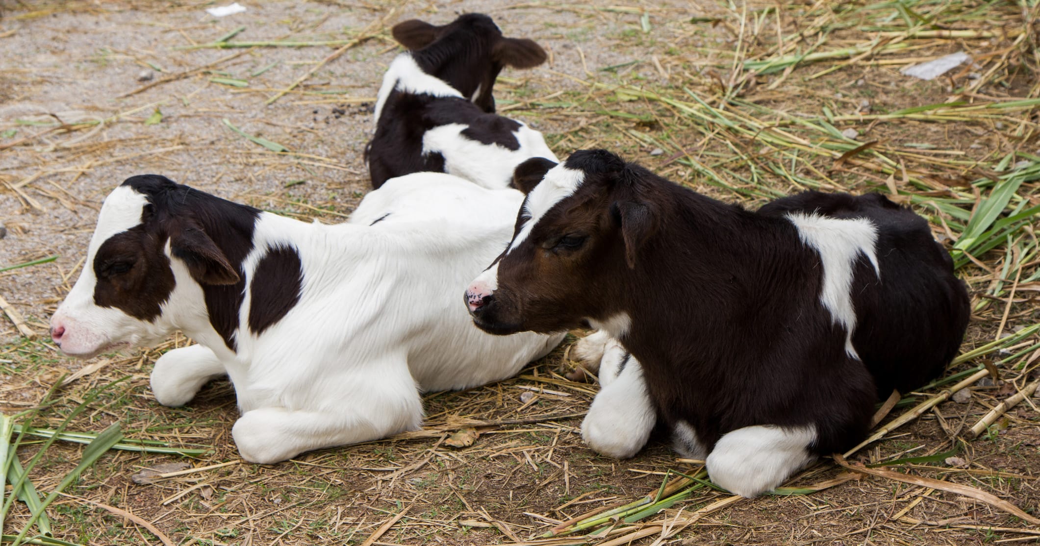 Two brothers, 10 and 13, discover that their cow gave birth to extremely rare triplets