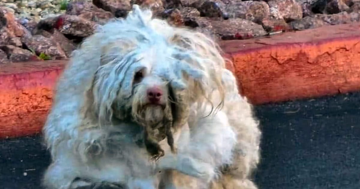 Rescuers take in severely matted stray dog, one of “worst cases” they’ve seen — he looks completely different after makeover