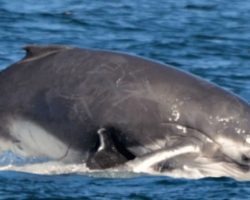 Male whale tries to kill mama whale & her calf – then an unexpected group of heroes appears