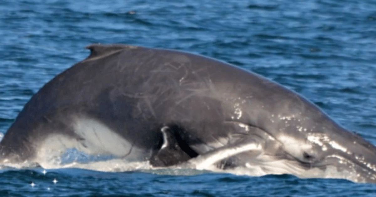 Male whale tries to kill mama whale & her calf – then an unexpected group of heroes appears