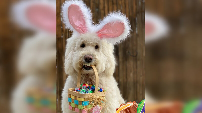 Therapy dog who visited nursing homes wins contest to be this year’s ‘Cadbury Bunny’