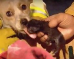 Dog is close to death, but refuses to leave kittens’ side in burning house