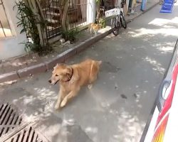 Dog Chases Ambulance Carrying Its Owner to Hospital