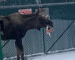 Man spots moose near dumpster, discovers unexpected object in his mouth