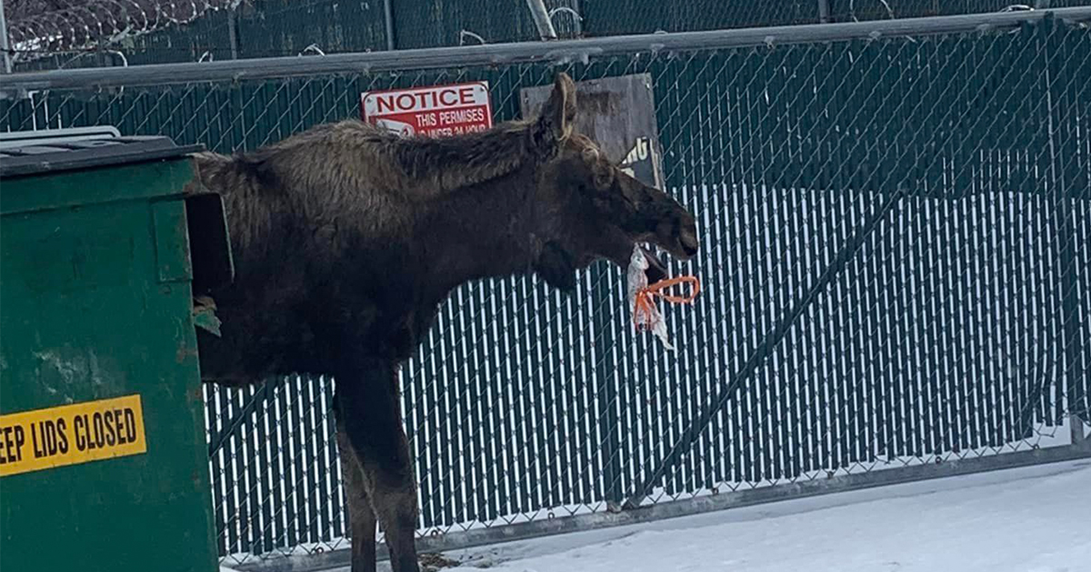 Man spots moose near dumpster, discovers unexpected object in his mouth