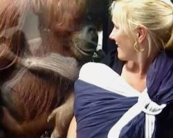 Curious Orangutan Shares Tender Moment With Human Mom And Infant