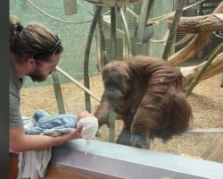 Orangutan Asks Family To See Their Newborn Baby In Touching Moment At Zoo
