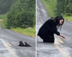 Woman spots ‘dirty’ and furry ‘lump’ on the road