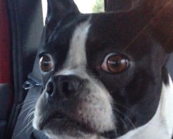 Silly Boston Terrier Impersonates Goat And Dolphin