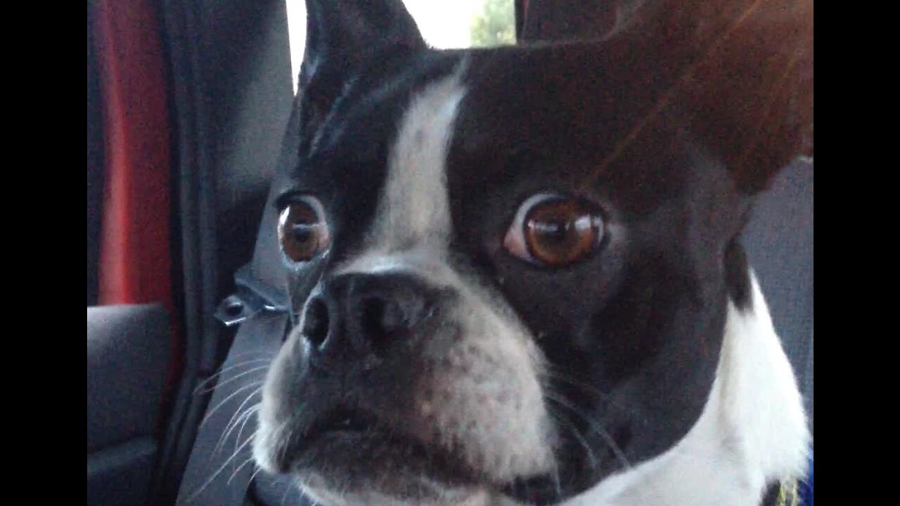 Silly Boston Terrier Impersonates Goat And Dolphin