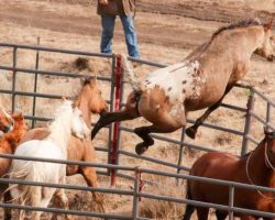 Wild Horse No Longer Sad After Reuniting With His Girlfriend After 2 Years