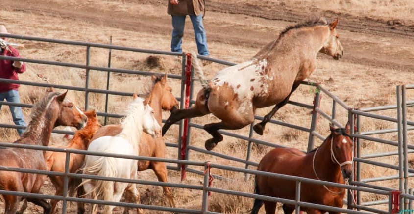 Wild Horse No Longer Sad After Reuniting With His Girlfriend After 2 Years