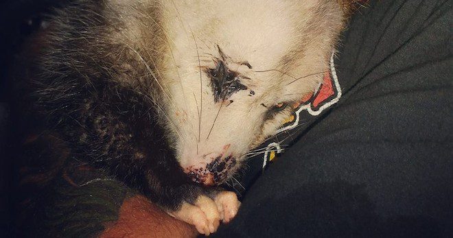 Pregnant Opossum Refuses To Stop Clinging To The Humans Who Saved Her Babies
