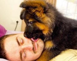 German Shepherd Puppy Is The Cutest Alarm Clock Ever