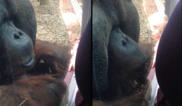 Curious Orangutan Kisses Pregnant Woman’s Belly